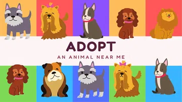收养我身边的动物|Adopt an Animal Near Me封面
