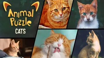 动物拼图：猫|Animal Puzzle Cats中文封面